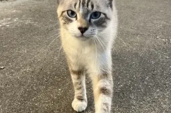Chat trouvé le 28/09 à St-Félix-de-Rieutord - photo