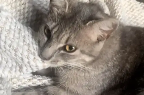 Chat perdu, , photo: Chatte grise stérilisée perdue, Les Billaux