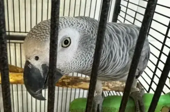 **¡Urgente! Pájaro Yaco Perdido en Cartagena**