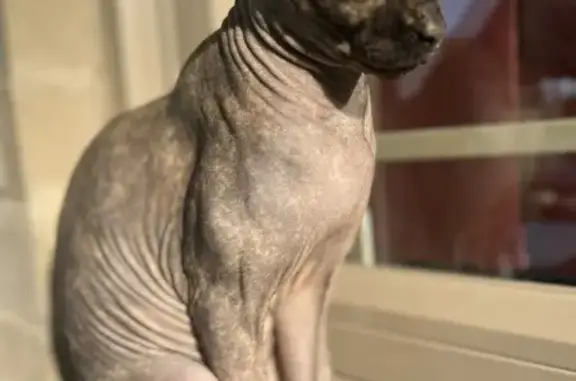 Lost Hairless Cat: Stella - $1,000 Reward!