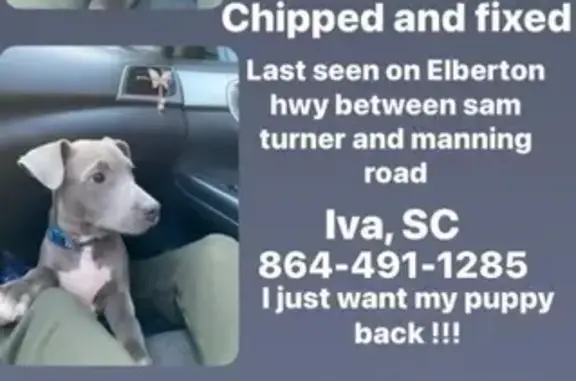 Lost Grey Pit Bull Puppy: Blue, 5 Months, Anderson