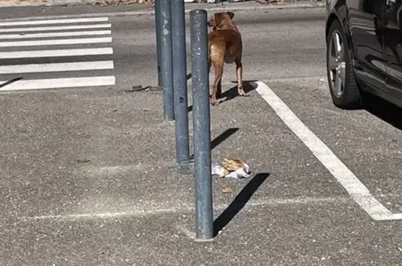 Chien trouvé secteur Lafayette, Vienne - photo