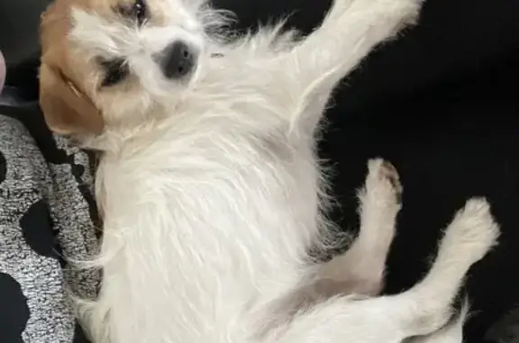 Lost Terrier Mix: Tan/White, Shy, 17 lbs