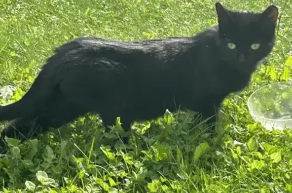 Chat trouvé sans collier à Argiésans - photo