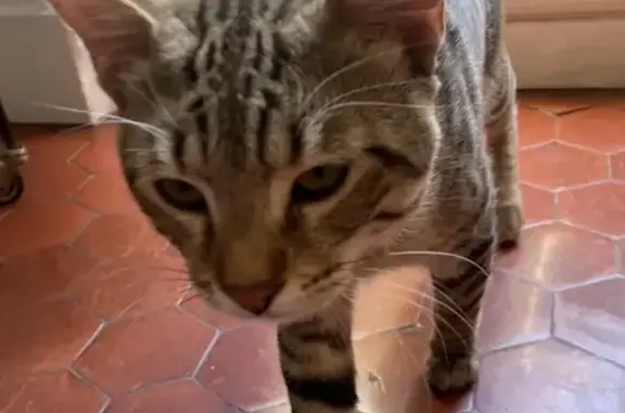 Jeune chat tigré mâle trouvé à Porto-Vecchio - photo