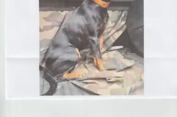 Chien KOPOV mâle perdu à Gières, rue Victor Hugo - photo