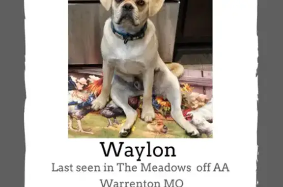 Help Find Our Puggle - Last Seen in Warrenton