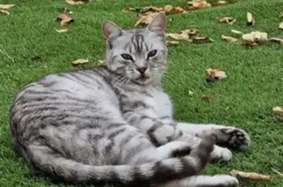 Animaux perdus Perpignan, photo: Chat perdu, 3 ans, rue Mouchous, Perpignan