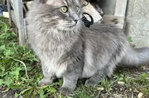 Animaux perdus Volvic, photo: Chat gris perdu, Rue des Lilas, Volvic