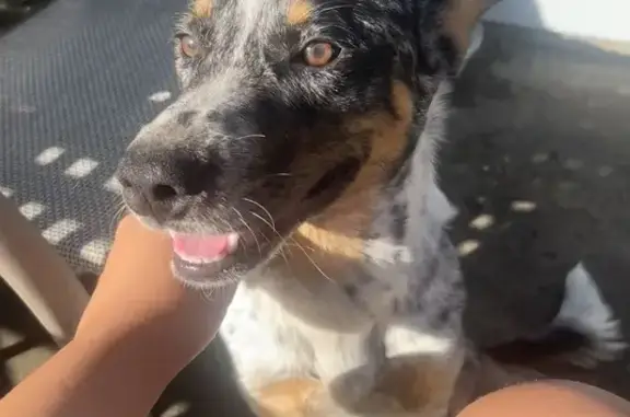 Found Friendly Dog at Willowbrook Mall, Houston