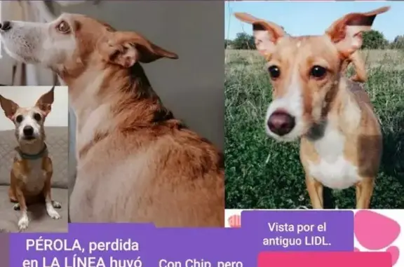 Perro perdido: Pérola, 10 años, Calle San José