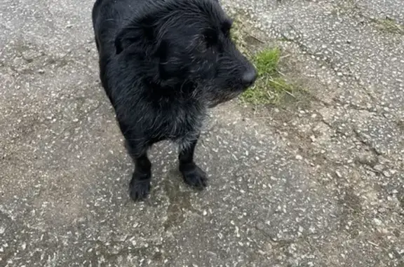 Chien noir trouvé avec colis gris à Colpo - photo
