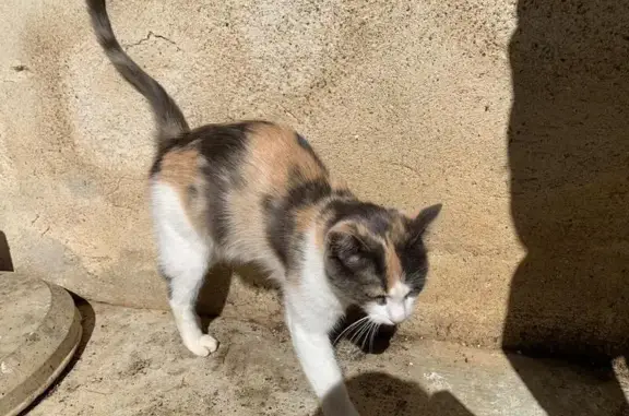 Chat trouvé Peyrins, photo: Chatte et chatons trouvés à Peyrins