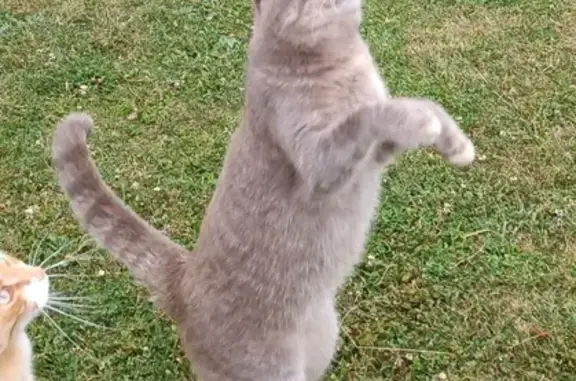 Chat perdu, , photo: Chatte grise perdue à Villeneuve-en-Perseigne