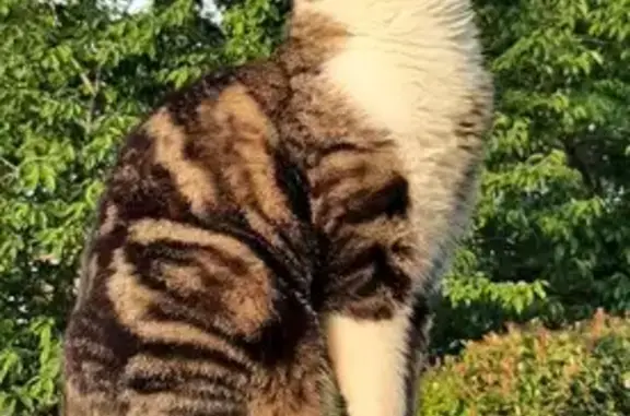 Animaux perdus Pujaudran, photo: Chat Européen perdu, blanc marron noir
