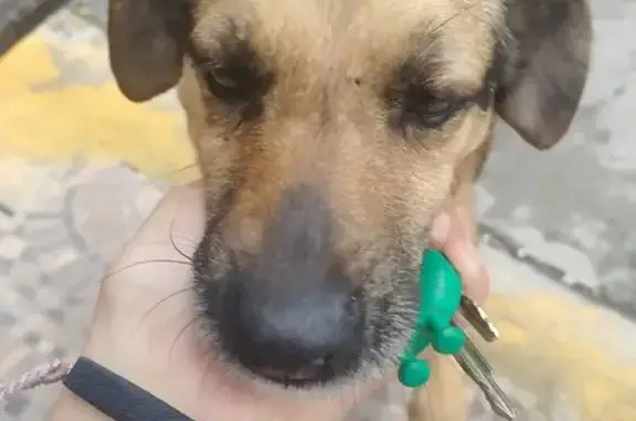 Perro encontrado: Avenida Libertad, Chicoloapan