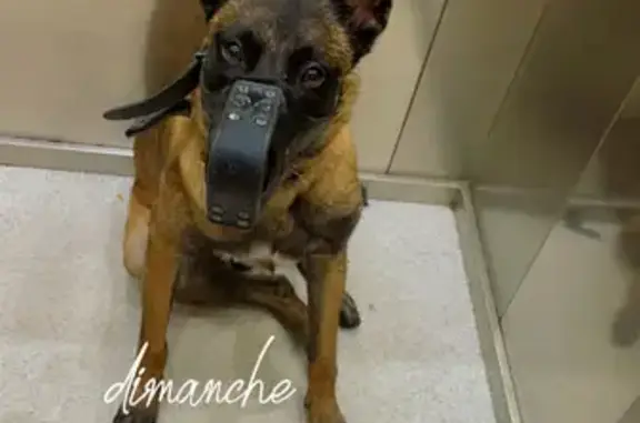 Chien perdu Clichy-sous-Bois, photo : Chien Malinois perdu à Clichy-sous-Bois 🚨