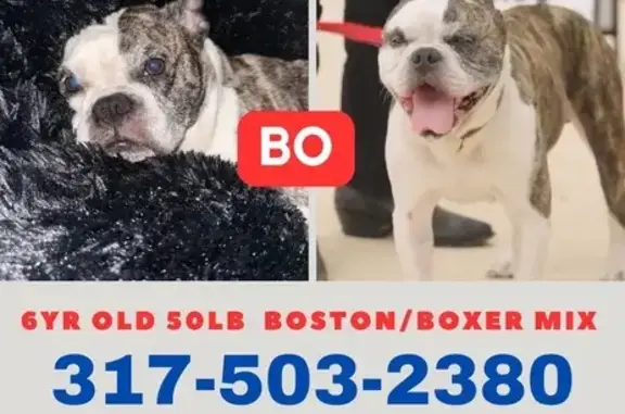 Missing Boston/Boxer Mix - South 11th St, Nashville