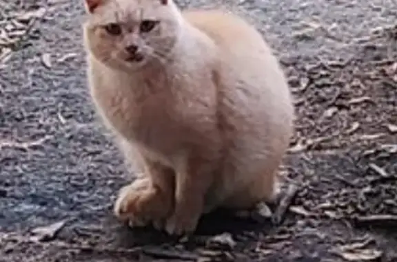 Light orange / buff colored tabby. Male neutered. Senior, missing teeth. About 8#. Short hair. Murphy. 

Pushed out a screen and escaped on Saturday. 
Petsitting for a friend so he's new to the area.
Lost near marley rd and town line (off warren dr).

Friendly but may be scared/shy.