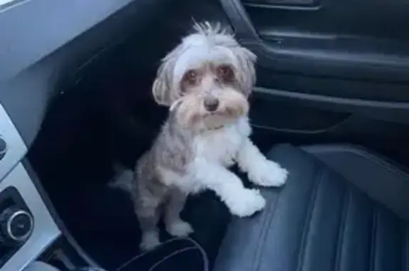 Lost Shih Tzu: Remy - Clearwater, Greenlea Dr