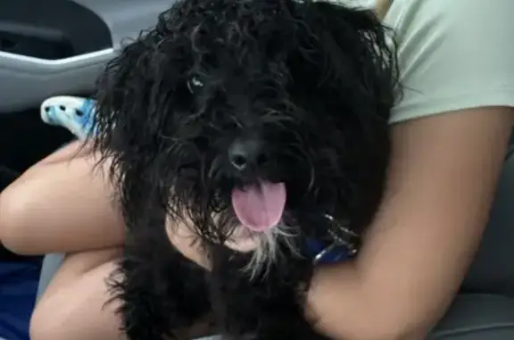 Found: Small Black Doodle Mix on Emerald Pkwy