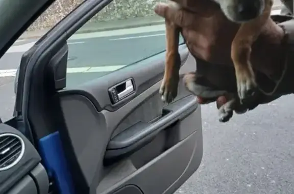 Chihuahua femelle trouvée à Aurillac - photo