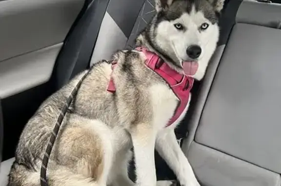 Found Female Husky on West Lawrence Ave