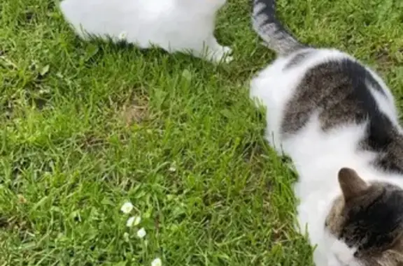 Animaux perdus Maizières-lès-Metz, photo: Chat perdu Louky, mâle peureux, Rue de Gaulle