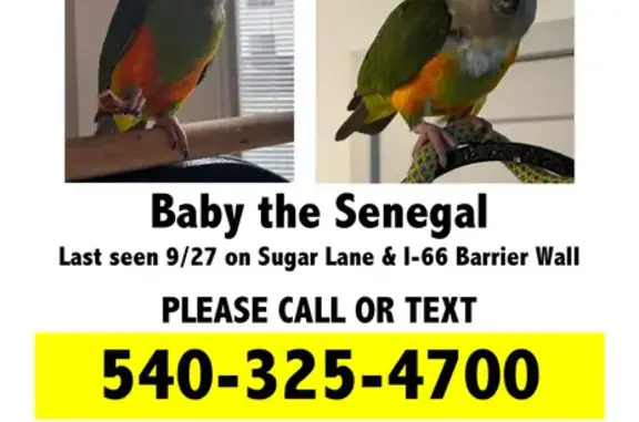 Lost Senegal Parrot 'Baby' - Reward Offered