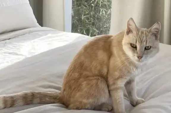 Animaux perdus Cambes-en-Plaine, photo: Chatte sable 17 ans perdue à Cambes-en-Plaine