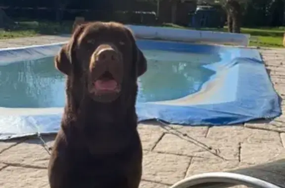 Chien perdu Grasse, photo : Chienne labrador chocolat perdue à Grasse