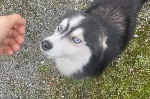 Chiot Husky noir/blanc trouvé Rue Verlaine - photo