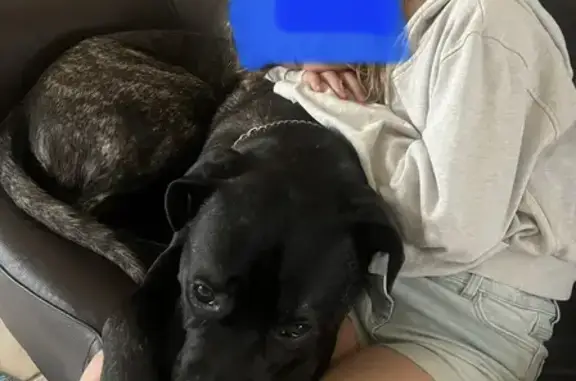 Chien Cane Corso Noir Perdu à Étriac - photo
