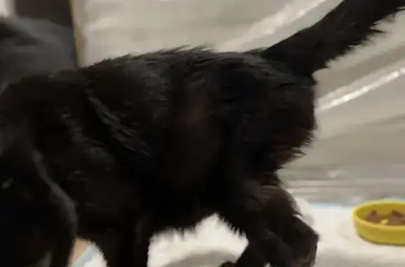 Chat noir trouvé, blessé et très maigre - photo