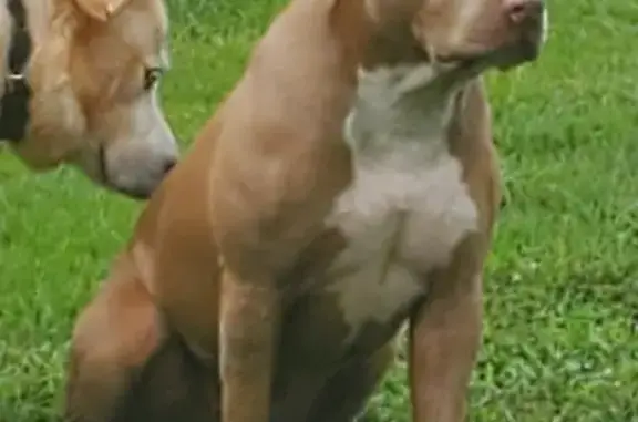 Found: Female Blue Fawn Pitbull in Lula