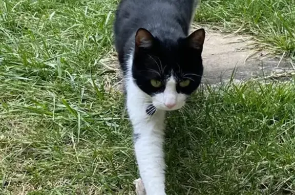 Animaux perdus , photo: Chat européen noir et blanc disparu à Trévien
