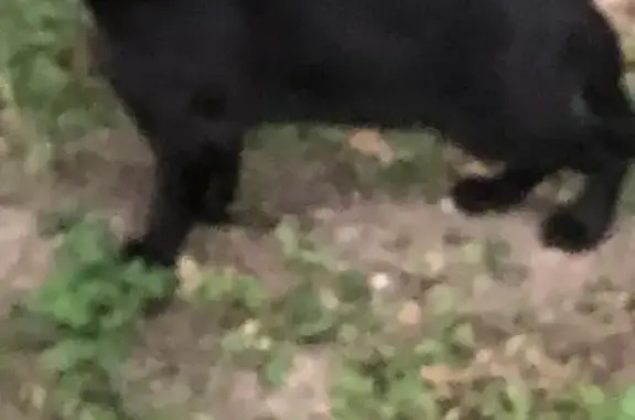 Chat trouvé à Tournefeuille, Impasse Max Baylac - photo