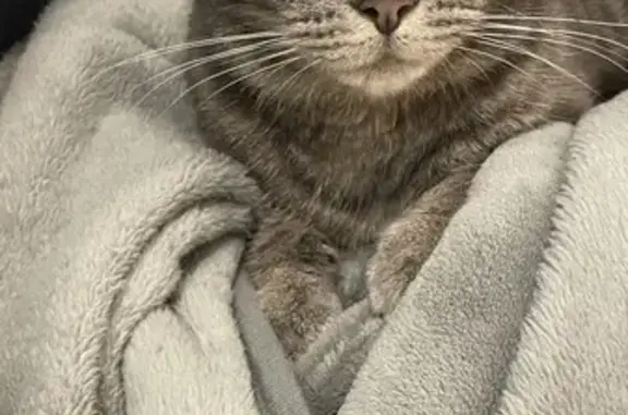 Animaux perdus Évin-Malmaison, photo: Chat disparu à Évin-Malmaison, rue Sadi Carnot