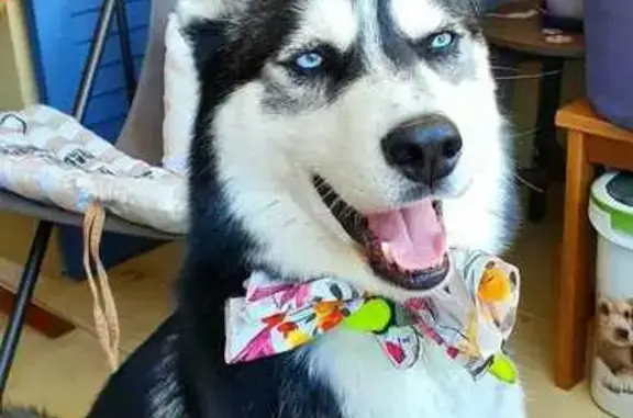 Animaux perdus Lantosque, photo: Husky mâle perdu, collier orange, Lantosque