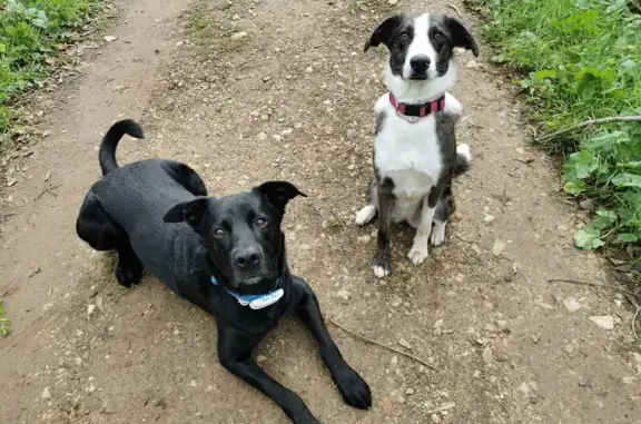 Chien et chienne perdus à Nîmes, appelez-nous - photo