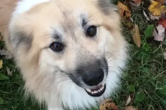 Missing Dawn: White Icelandic Sheepdog