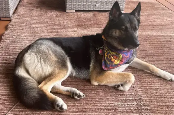 Lost Therapy Dog: Maple, German Shepherd Mix