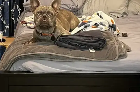 Missing Frenchie: Opal, Last Seen Westcliff Dr.