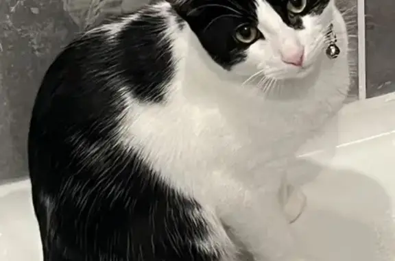 Help Find Romeo: Lost Black & White Cat