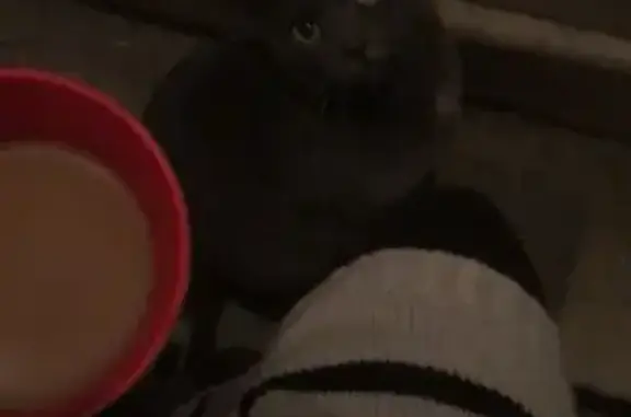 Lost Grey Cat: Village Blvd N, Baldwinsville