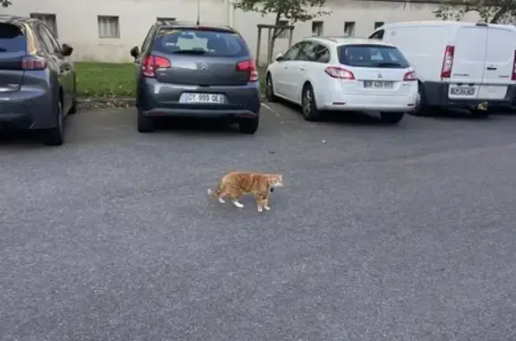 Chat roux affectueux trouvé sans collier - photo