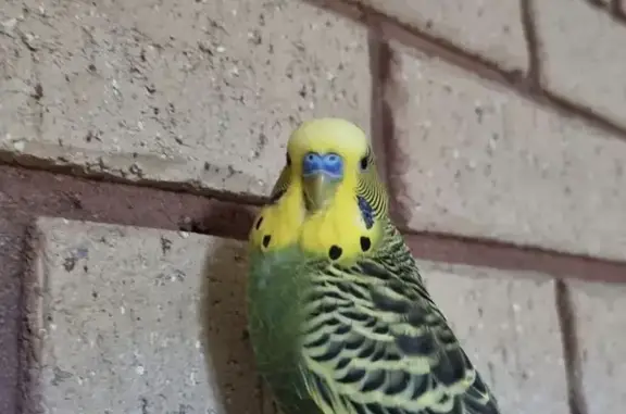 Lost Male Budgie, 1.5 Years Old - Canning