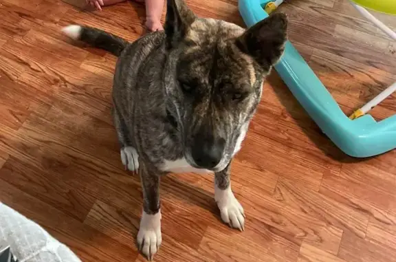 Lost Brindle Pitbull - North Court St, Stanton