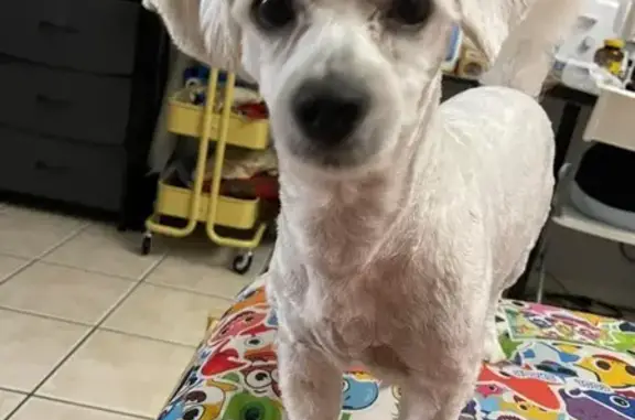 Missing Maltipoo in Bellaire, TX - Help Needed!