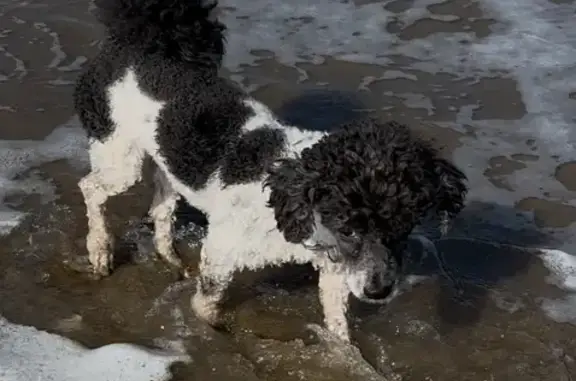 Perro Perdido en Marbella: ¡Ayúdanos a Encontrarlo!